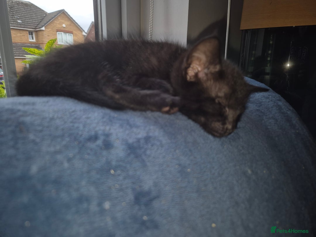 Mixed Breed cats for sale: Fluffy kittens - Image 8