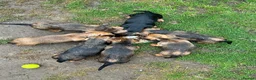 Dachshund dogs for sale: Wire haired dachshunds in Stonehouse - Advert 7