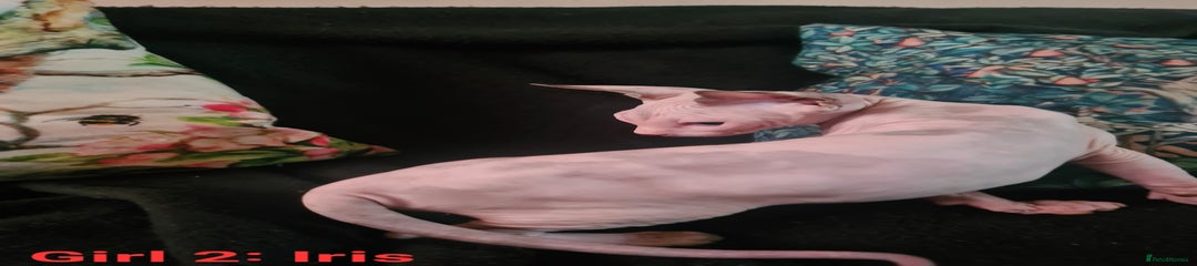 Sphynx Kitten 3