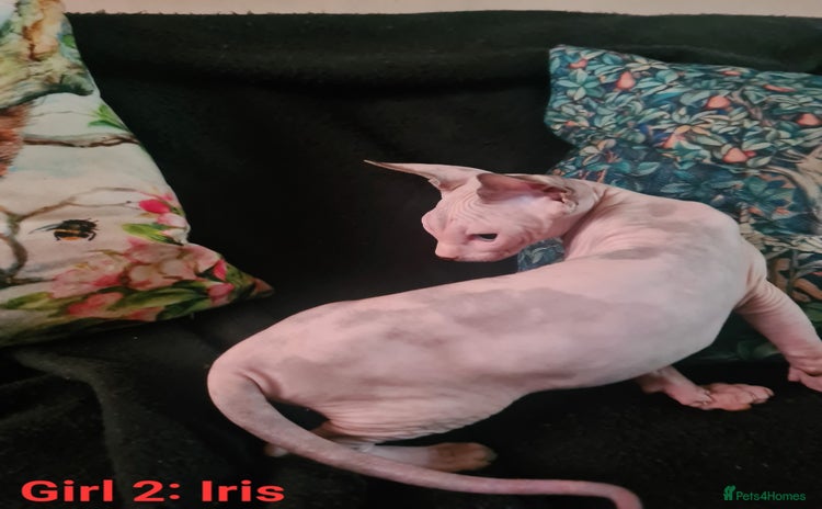 Sphynx cats - Advert 4