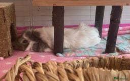Guinea Pig rodents for sale: Two lovely boars with complete set up - Image 16