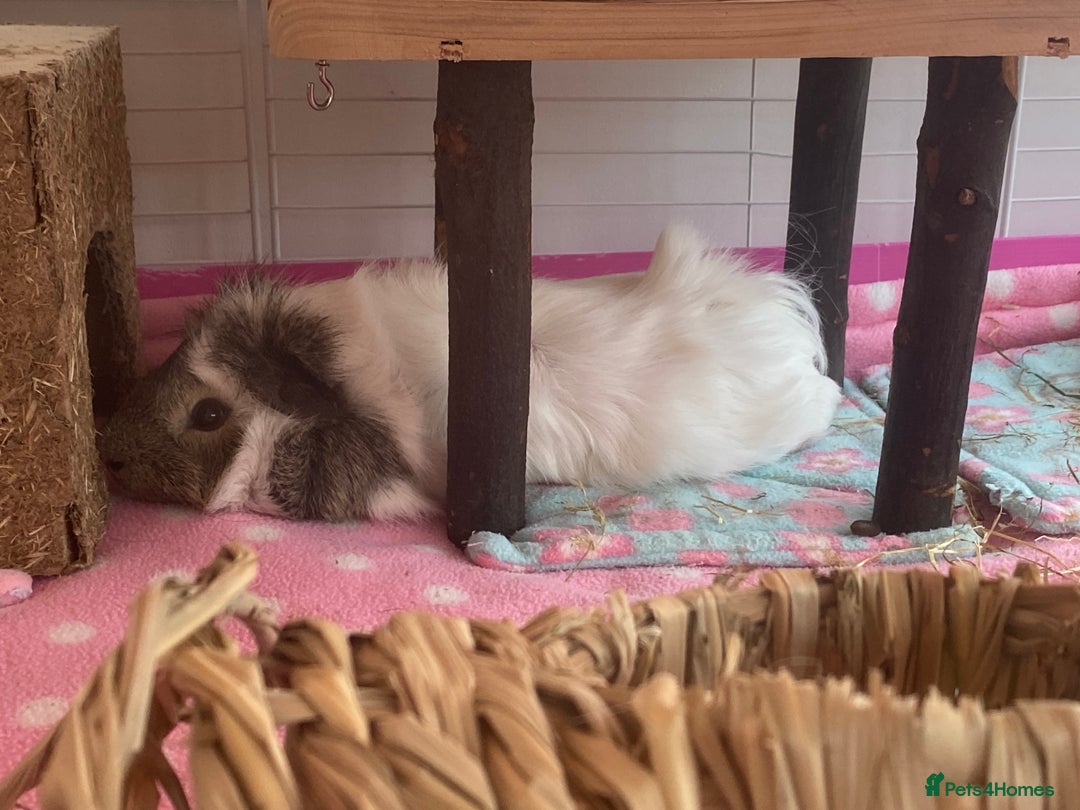 Guinea Pig rodents for sale: Two lovely boars with complete set up - Image 16