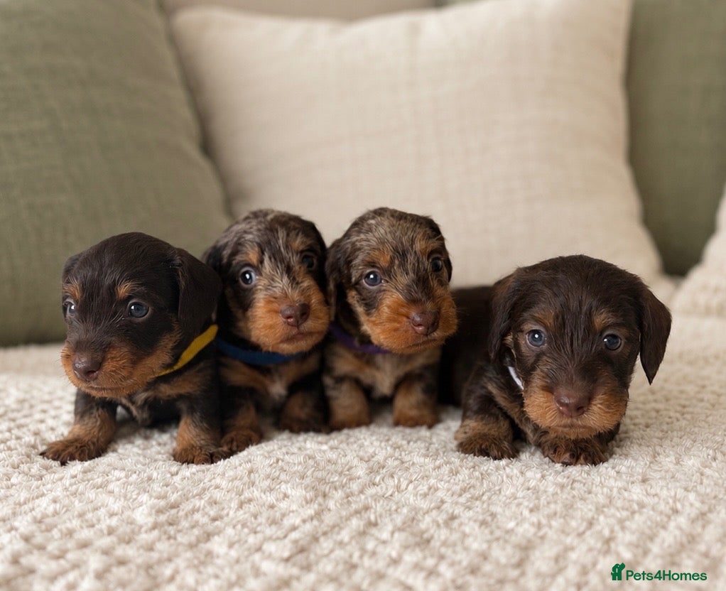 Miniature Dachshund dogs Miniature chocolate wirehaired dachshunds  - Advert 5