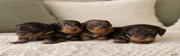 Miniature Dachshund dogs for sale: Miniature chocolate wirehaired dachshunds  - Advert 1