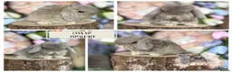 Mini Lop rabbits for sale: 🌟 PUREBRED MINI LOP BABIES 🌟 - Advert 4