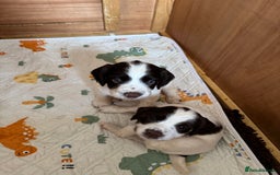 English Springer Spaniel dogs for sale: KC registered English Springer Spaniels  - Image 11