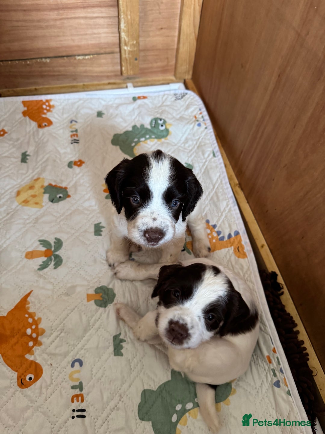 English Springer Spaniel dogs for sale: KC registered English Springer Spaniels  - Image 11