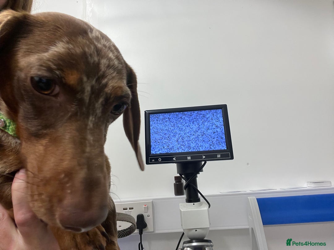Miniature Dachshund dogs for stud: Proven, KC, PRA clear, tested, Miniature Dachshund in Hinckley - Image 3