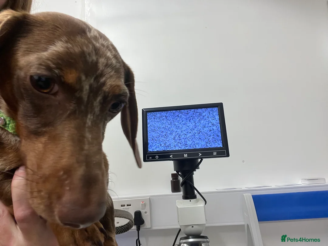 Miniature Dachshund dogs for stud: Proven, KC, PRA clear, tested, Miniature Dachshund in Hinckley - Advert 3