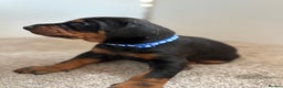 Dobermann dogs for sale: KC champion bloodline Doberman pups  - Advert 2