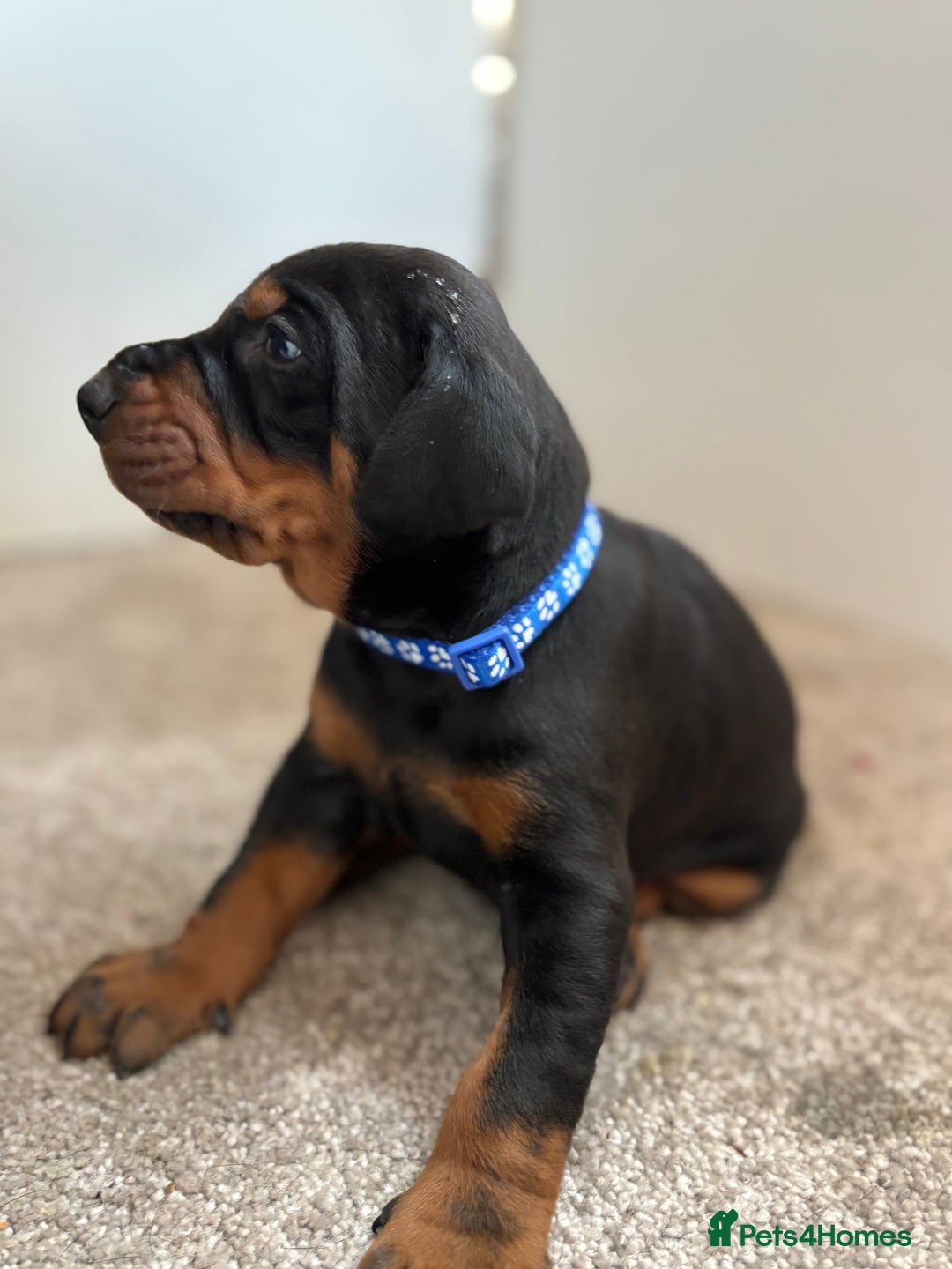 Dobermann dogs for sale: KC champion bloodline Doberman pups  - Advert 2