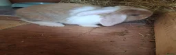 Mini Lop rabbits for sale: Mini lop - Advert 24