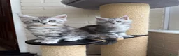 Maine Coon cats for sale: Maine coon TICA black silver tabbies  - Advert 5