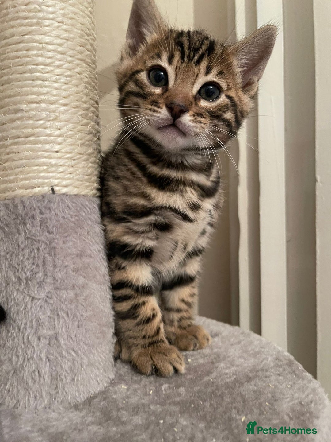 Bengal cats for sale: 5 Outstanding bengal kittens ready for a family  - Advert 32