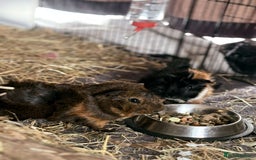 Guinea Pig rodents for sale: 2 Male Guinea Pigs - Image 2