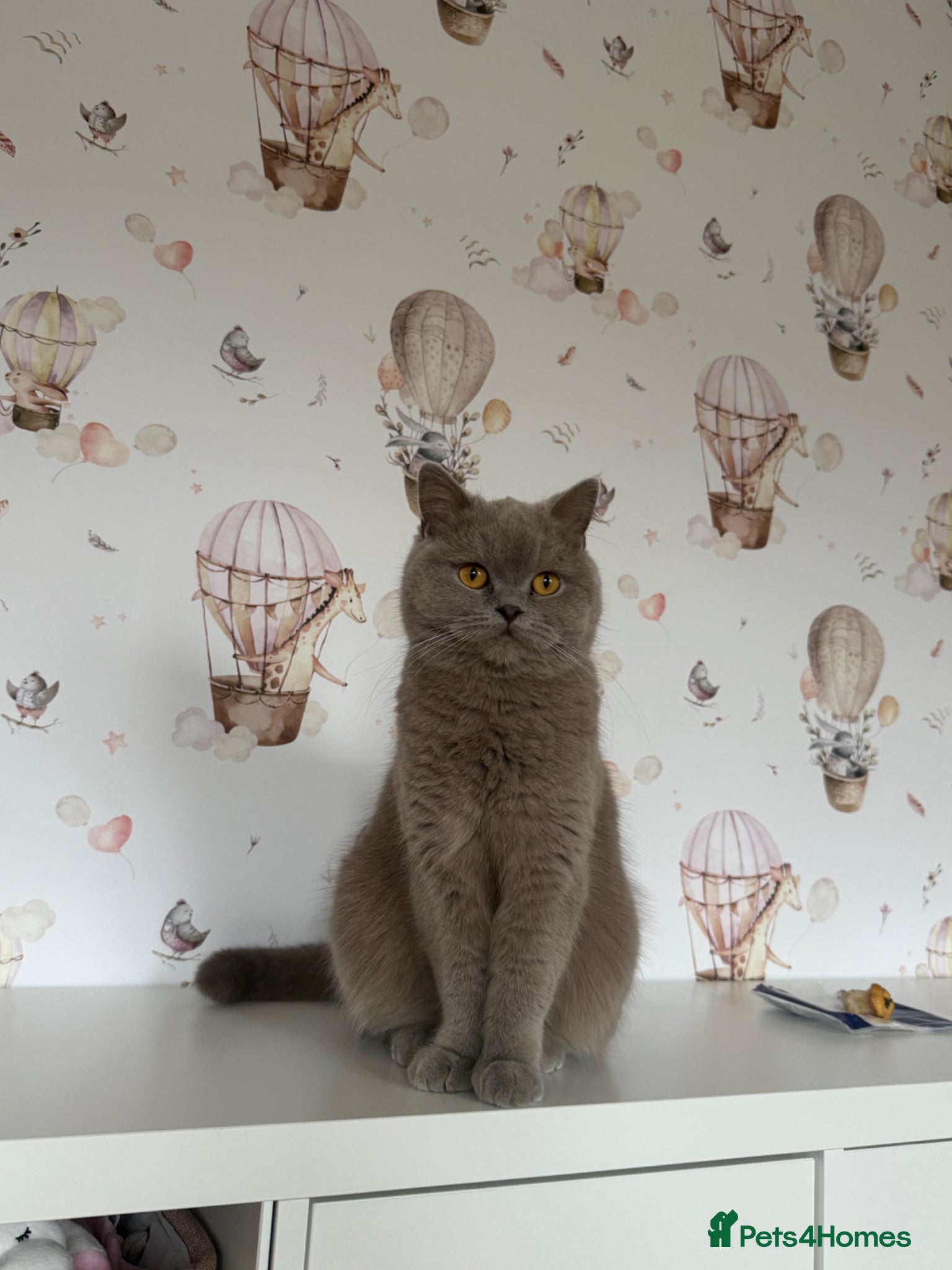British Shorthair cats Lilac British shorthair GCCF and TICA registered - Advert 2