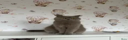 British Shorthair cats for sale: Lilac British shorthair GCCF and TICA registered in York - Advert 2