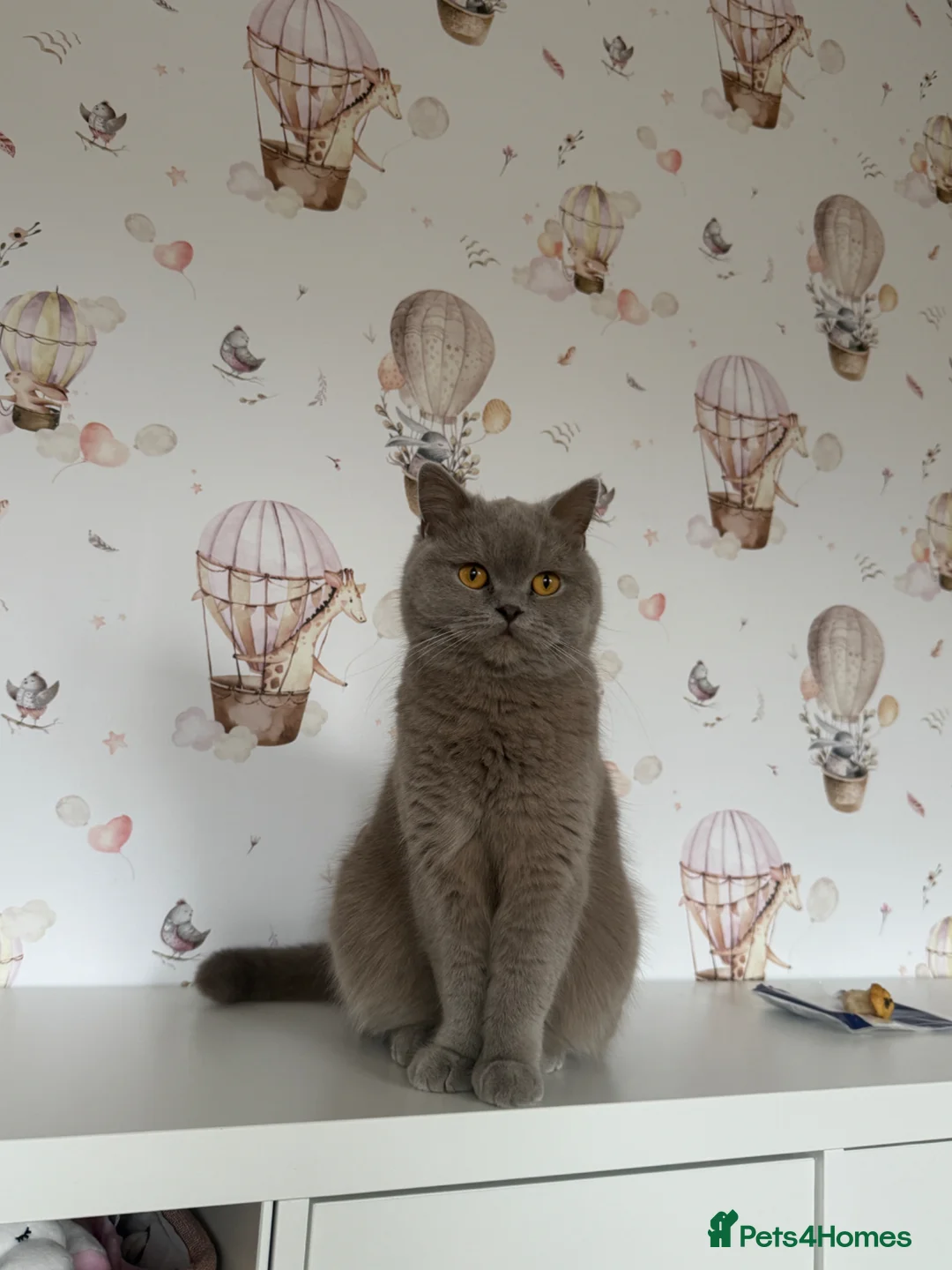 British Shorthair cats for sale: Lilac British shorthair GCCF and TICA registered in York - Advert 2