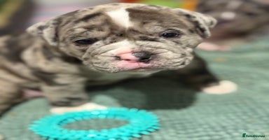 Olde English Bulldogge dogs - Advert 3