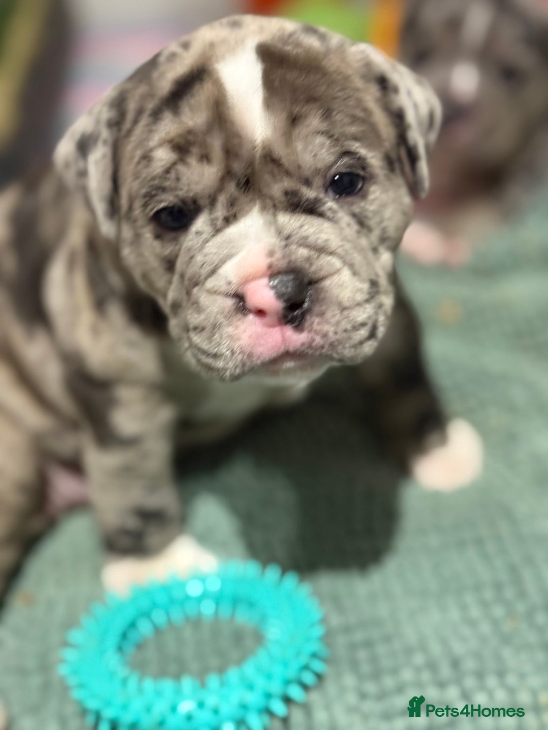 Olde English Bulldogge dogs for sale: Olde English Bulldogge puppies - Image 10