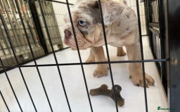 English Bulldog dogs for sale: One gorgeous female left 🐶  in Billericay - Image 10