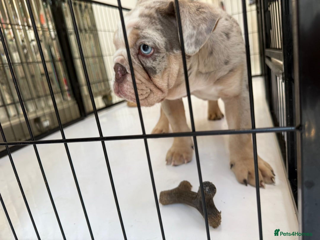 English Bulldog dogs for sale: One gorgeous female left 🐶  in Billericay - Image 10