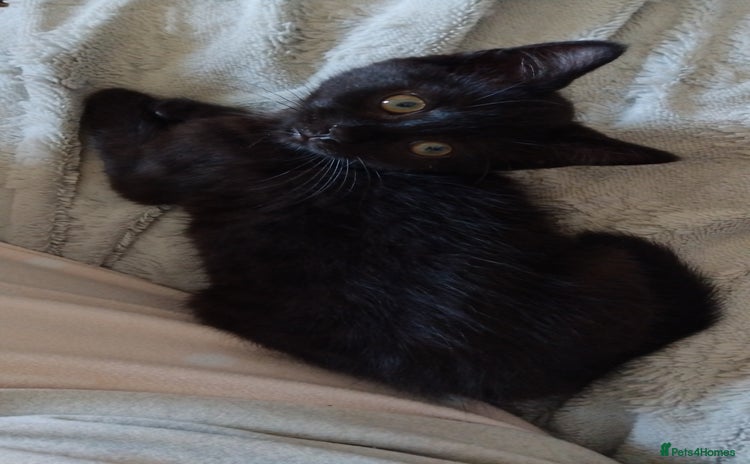 Domestic Shorthair cats - Advert 4