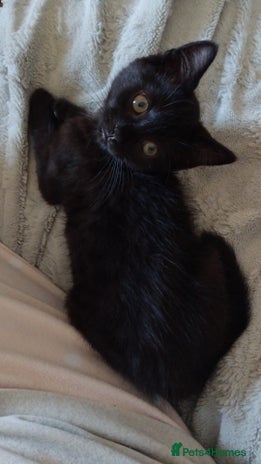 Domestic Shorthair cats - Advert 18