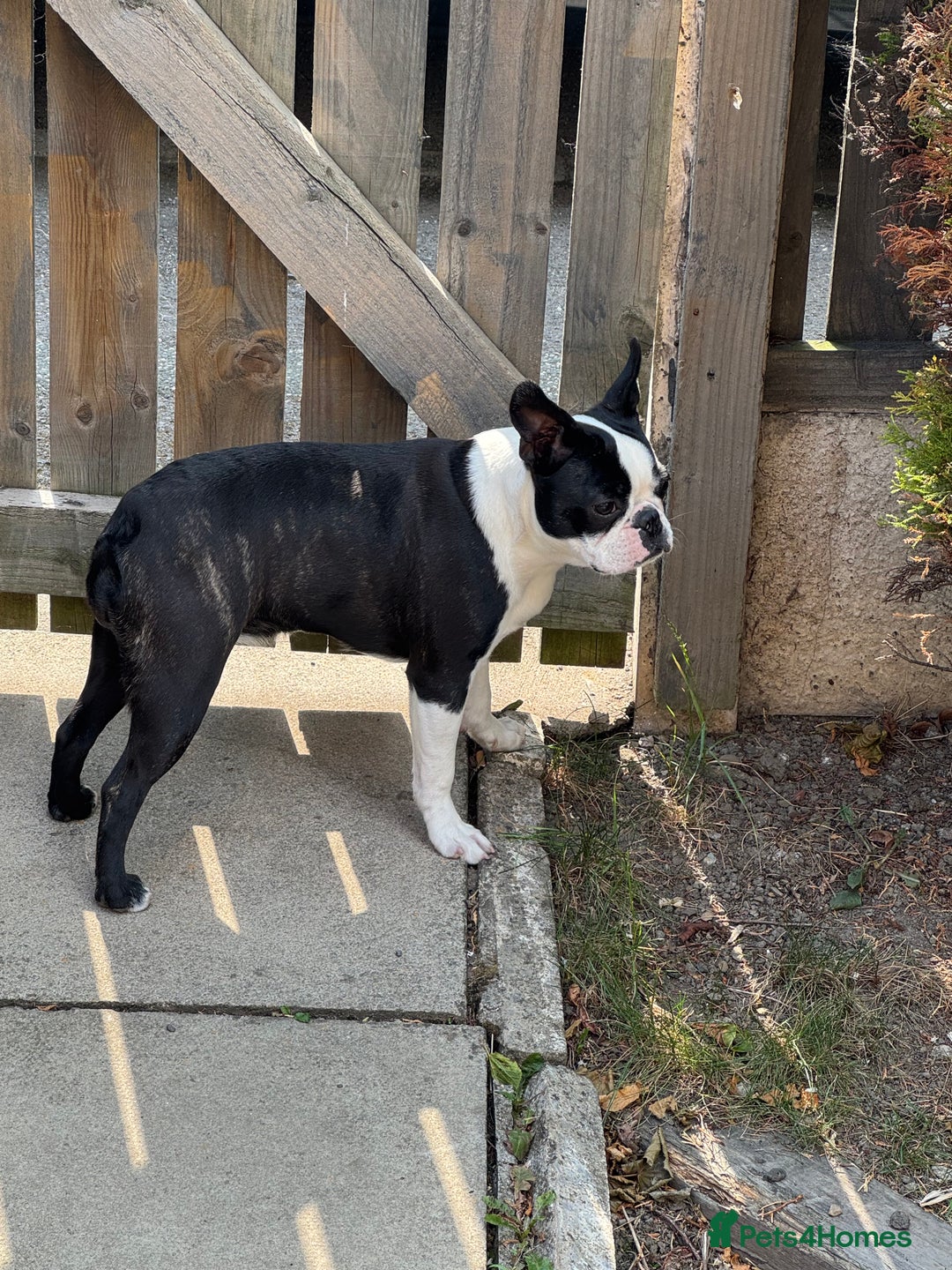 Boston Terrier dogs for sale: Beautiful Boston girl  - Image 4