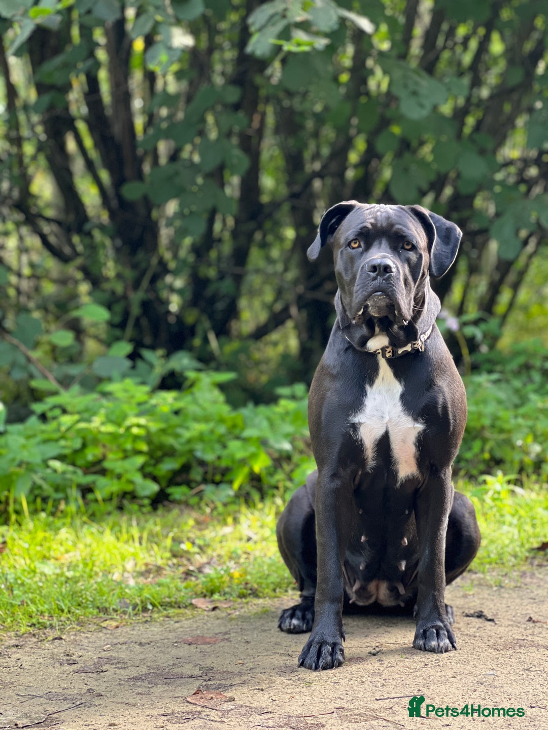 Cane Corso dogs for sale: Cane corso Russian champ bloodline puppies  - Advert 1