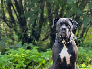 Cane Corso dogs Cane corso Russian champ bloodline puppies - Advert 8
