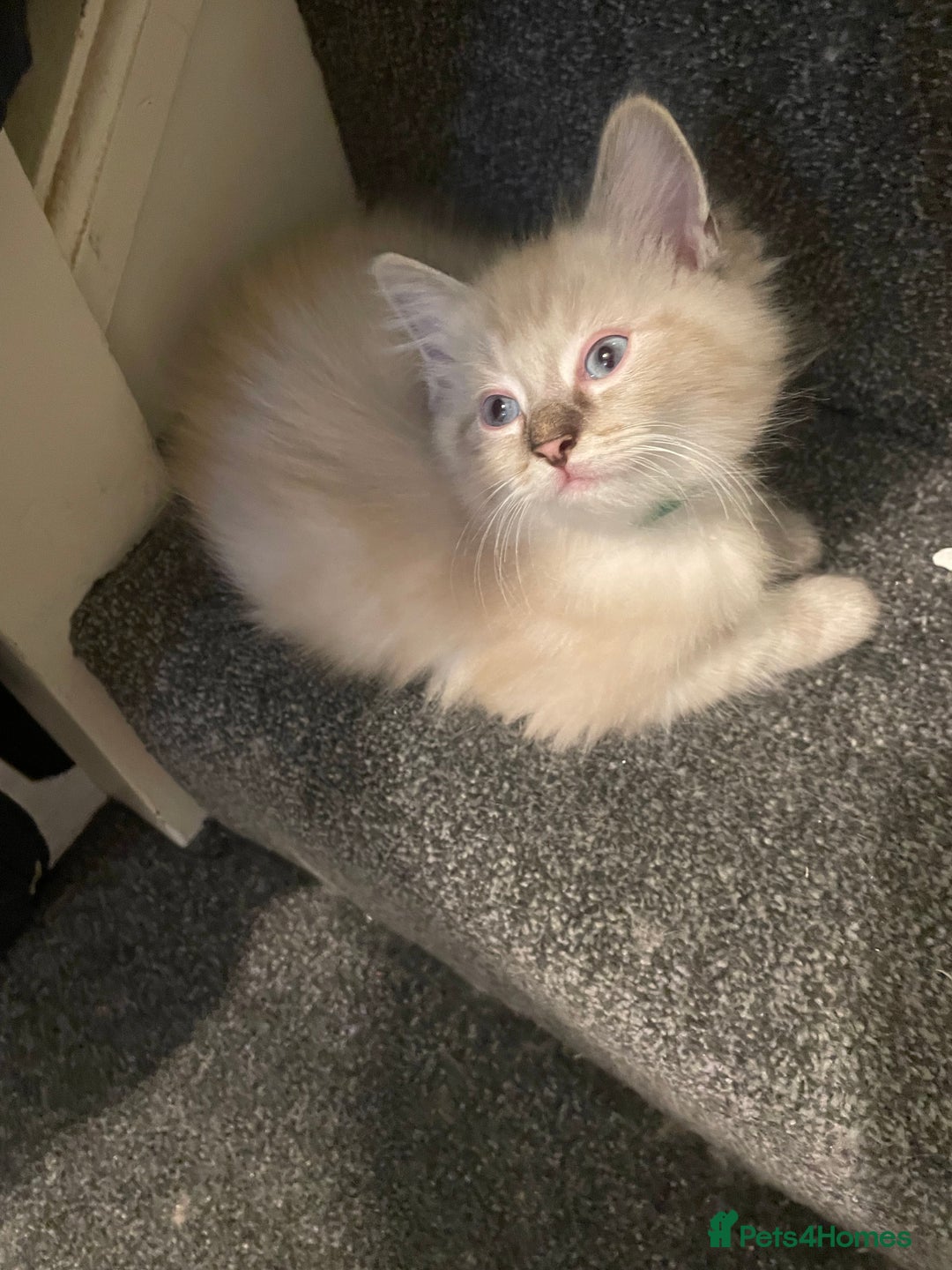 Ragdoll cats for sale: Ragdoll kittens   in Southampton - Image 16