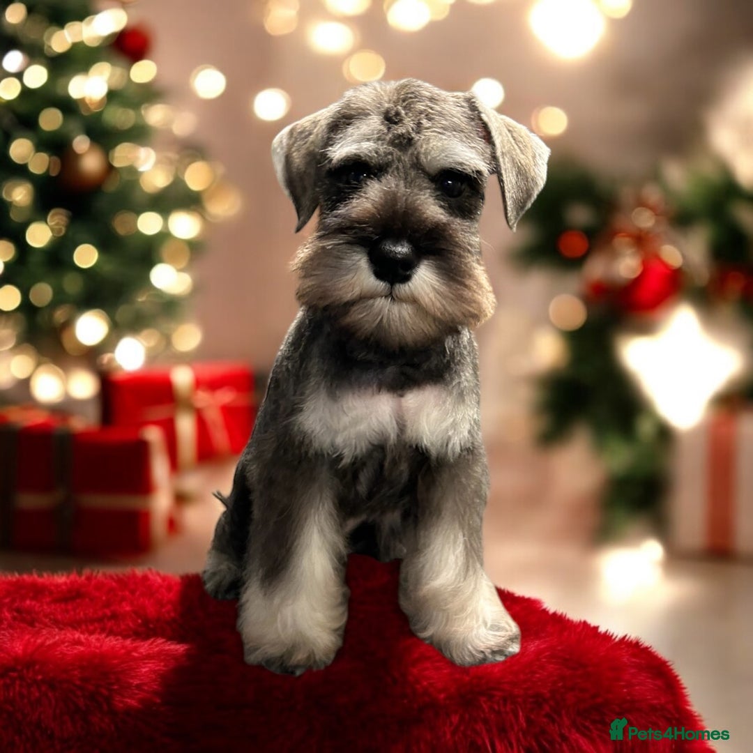Miniature Schnauzer dogs for sale: OUTSTANDING DNA CLEAR KC MINI SCHNAUZERS - Image 5