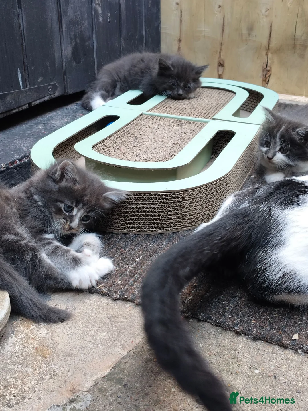 Mixed Breed cats for sale: Kitten for rehoming  in Mansfield - Advert 2