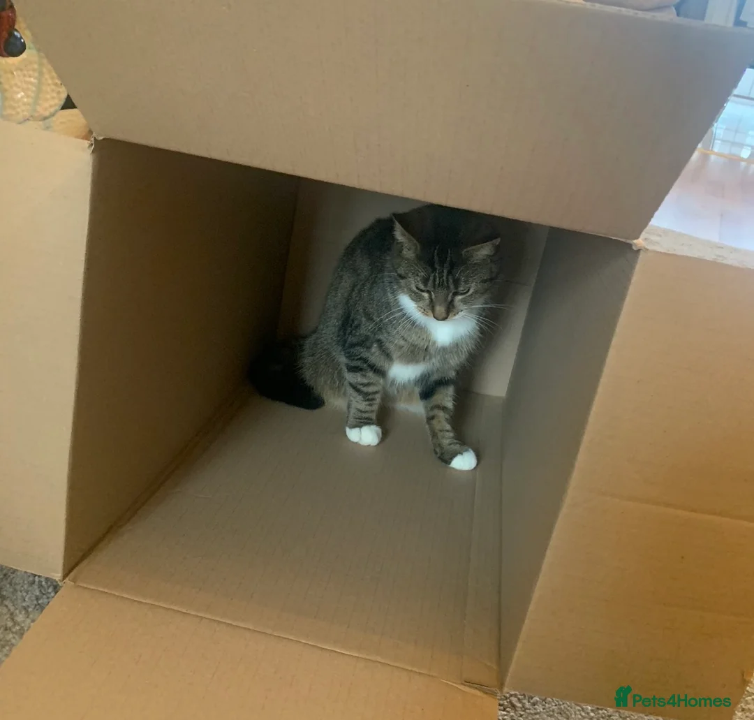 Domestic Shorthair cats for sale: 2 boy kittens looking for forever homes  - Advert 7