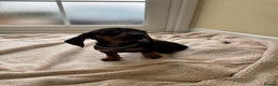 Dachshund dogs for sale: 1 girl available KC miniature dachshund puppies - Advert 15
