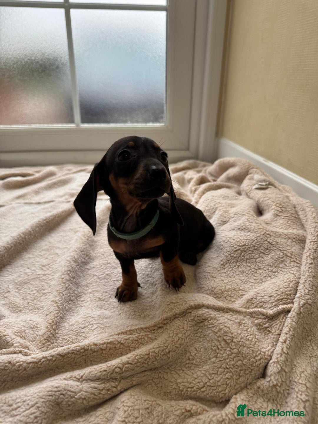 Dachshund dogs for sale: 1 girl available KC miniature dachshund puppies - Advert 15