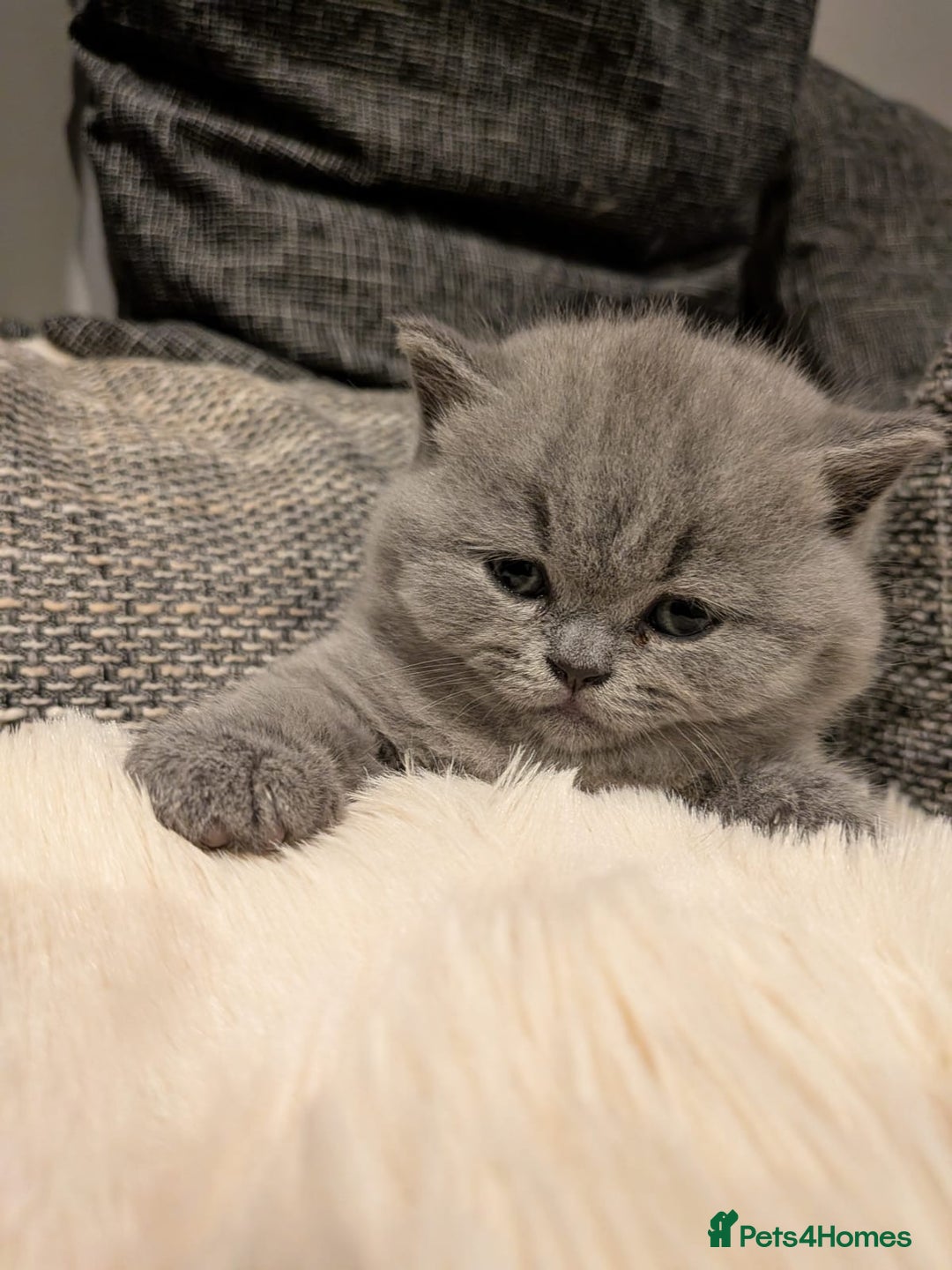 British Shorthair cats for sale: Multi-colour GCCF British Shorthair kittens  - Advert 16