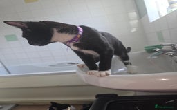 Savannah cats for sale: Savanah X short hair British house cat - Image 2