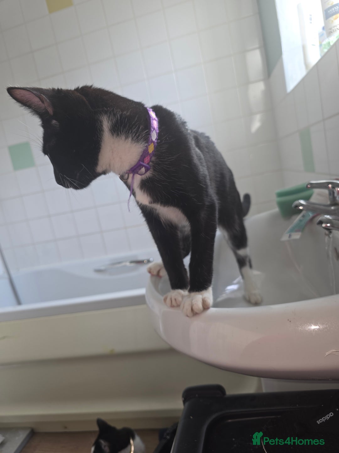 Savannah cats for sale: Savanah X short hair British house cat - Image 2