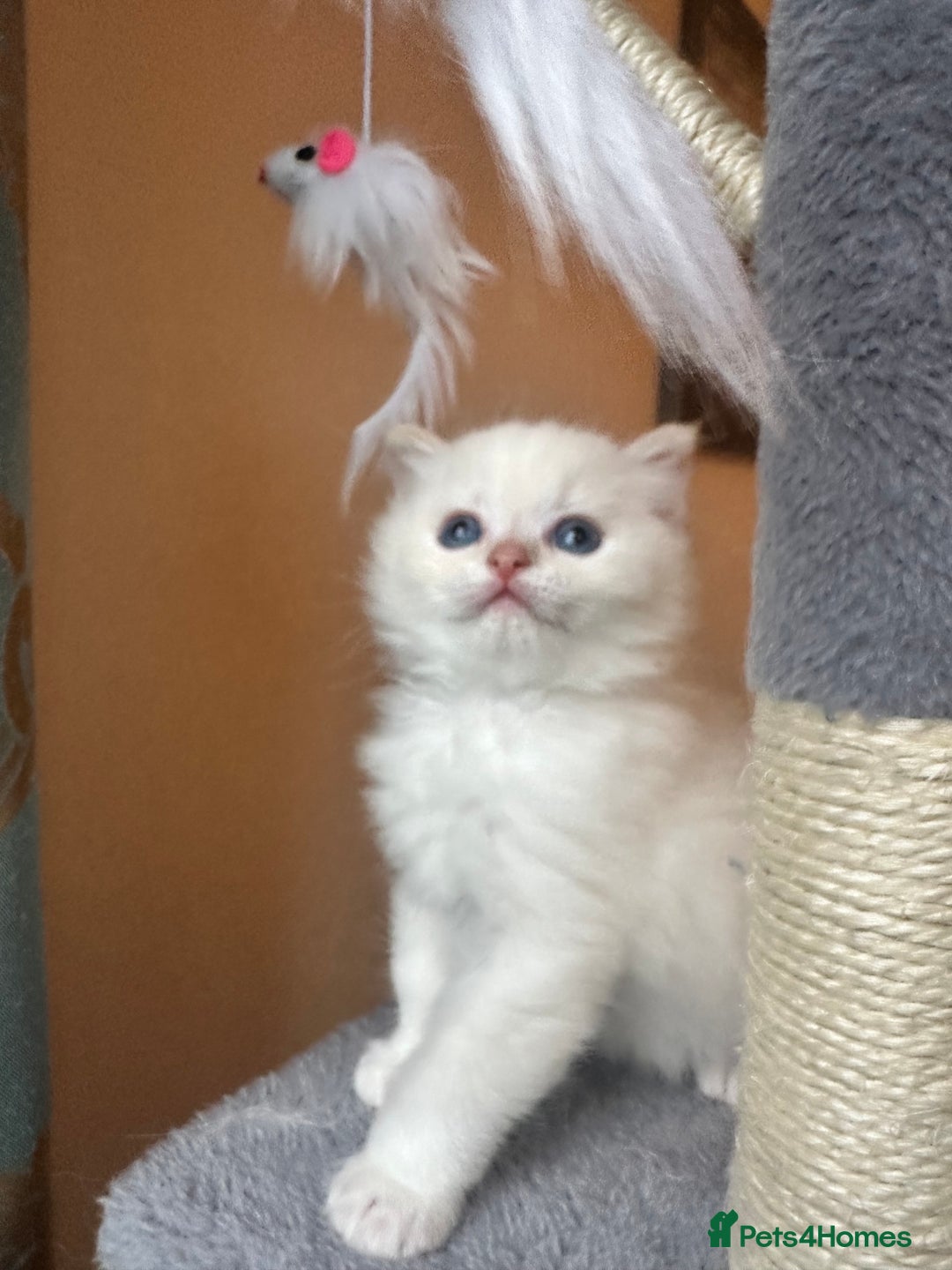Neva Masquerade cats for sale: Gorgeous Neva Masquerade/British Blue Kittens  - Advert 8