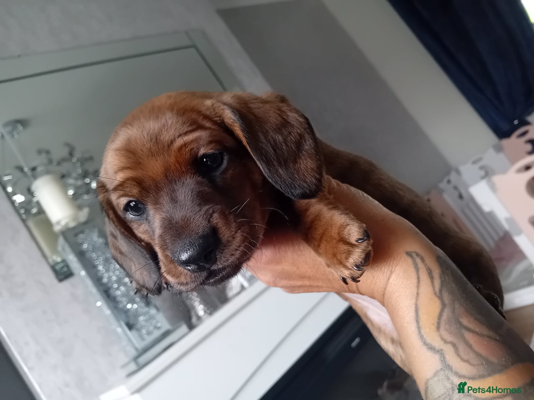 Miniature Dachshund dogs for sale: Our pick of the litter needs her forever 🏡 - Advert 24