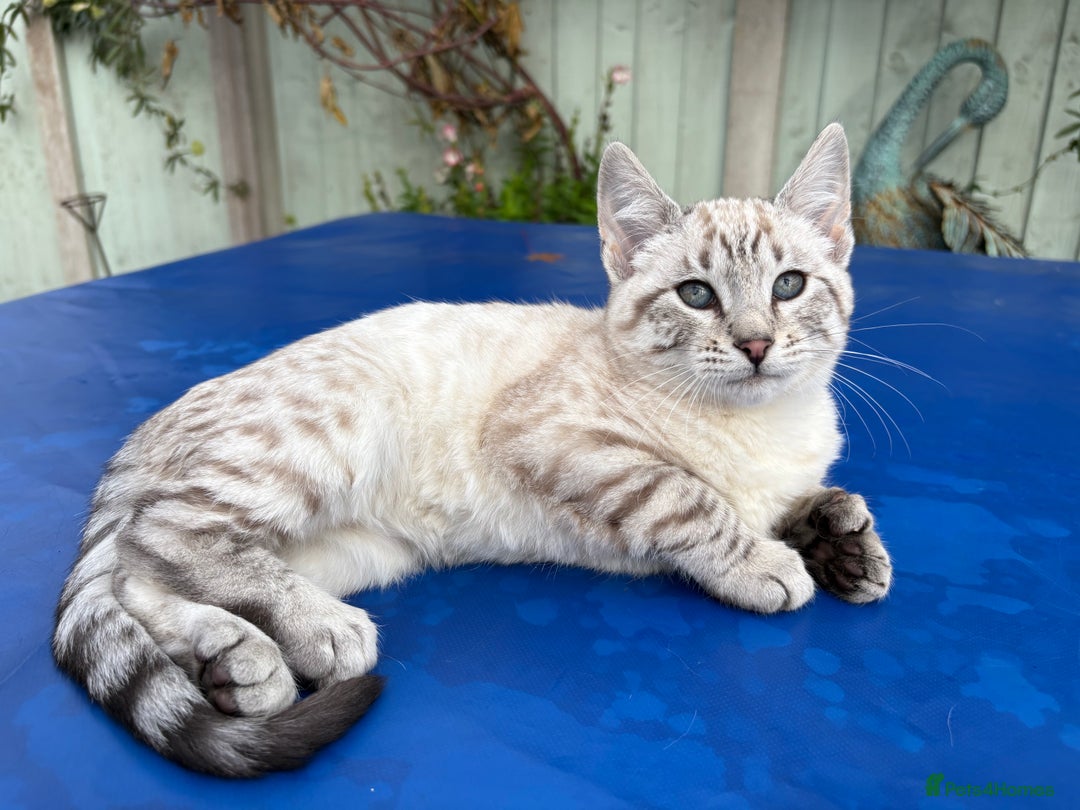 Keetso cats for sale: Superb rare polydactyl curled eared Keetso female  - Advert 7