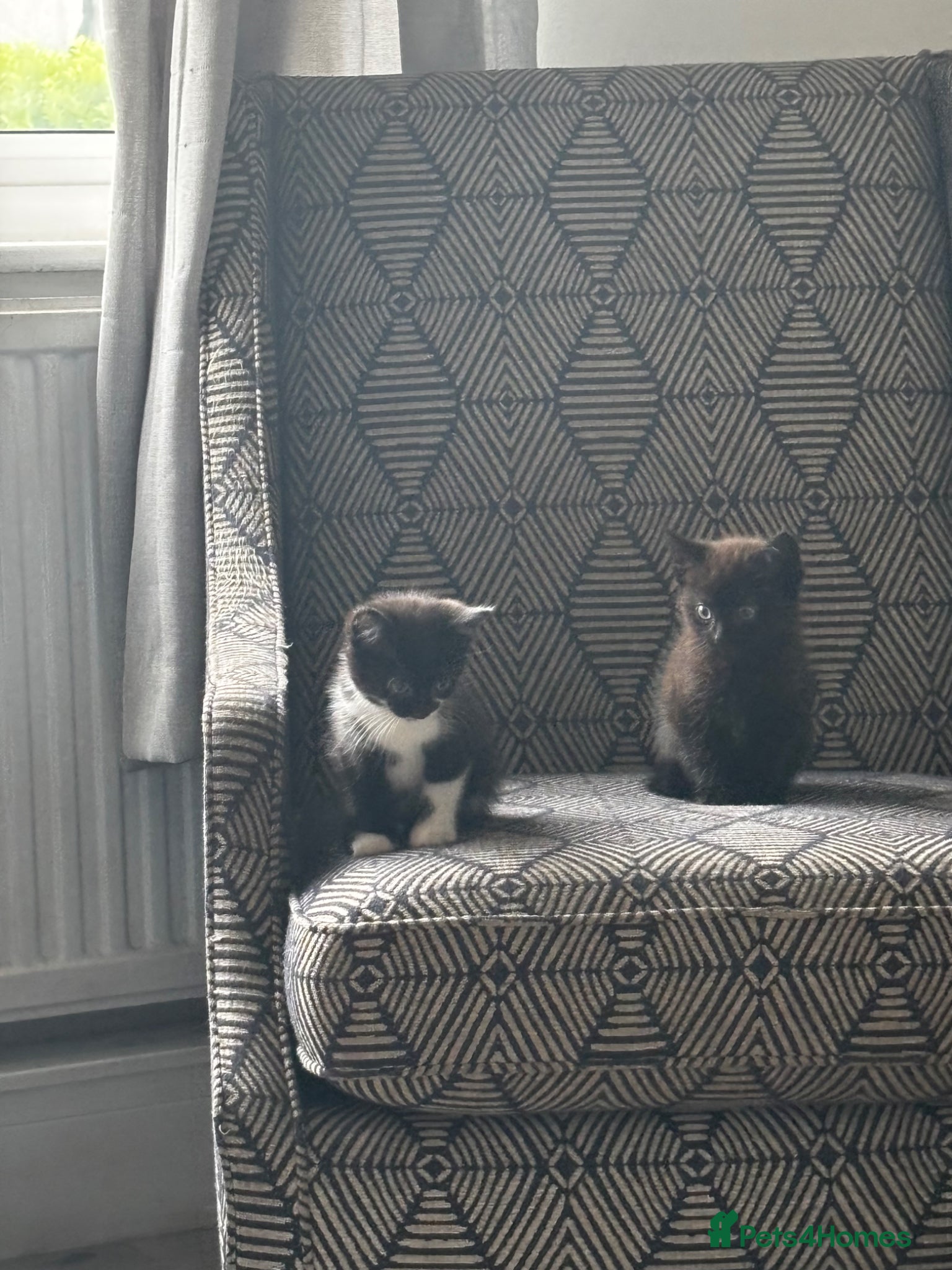 Mixed Breed cats for sale: Kittens for sale in Wigan - Advert 1