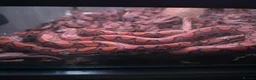 Boa Snake reptiles for sale: Brazilian Rainbow Boa & Viv - Advert 4