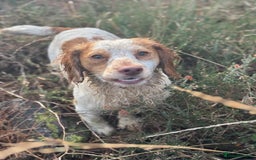 Cocker Spaniel dogs for sale: Beautiful Lemon & White Trained WCS Dog - Image 1