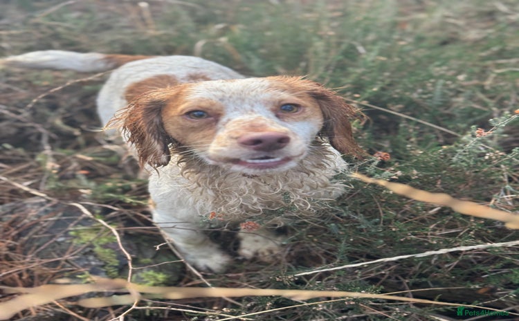 Cocker Spaniel dogs - Advert 1