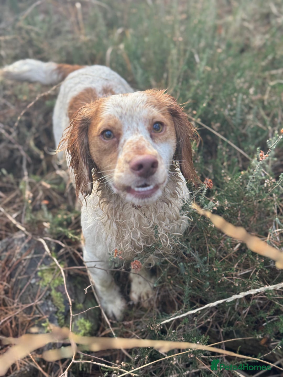 Cocker Spaniel dogs for sale: Beautiful Lemon & White Trained WCS Dog - Image 1