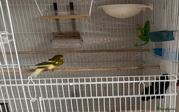 Canaries birds for sale: Male canary - Image 2