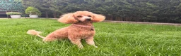Toy Poodle dogs for sale: KC Registered Red Toy Poodle - Advert 5